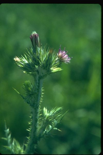 Carduus pycnocephalus